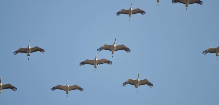 CUANDO LAS GRULLAS VEAS PASAR