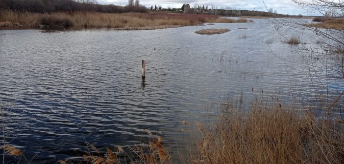 NIVEL DEL ACUÍFERO 23, a fecha de 31 de enero 26