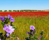 POEMAS PRIMAVERA