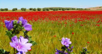 POEMAS PRIMAVERA