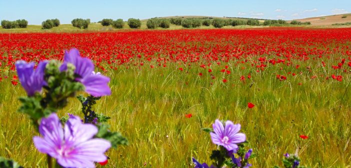 POEMAS PRIMAVERA